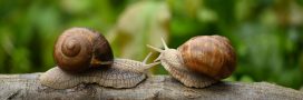 Il n’y a pas d’escargots dans votre jardin ? Ce n’est pas une bonne nouvelle