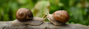 Il n'y a pas d'escargots dans votre jardin ? Ce n'est pas une bonne nouvelle