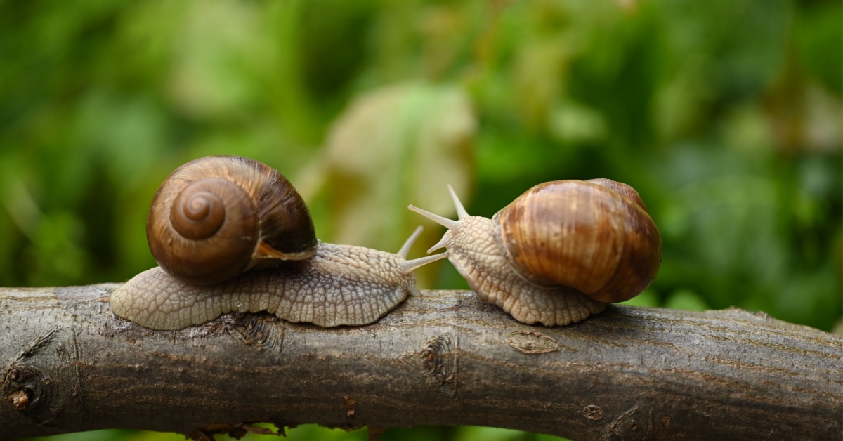 Il n'y a pas d'escargots dans votre jardin ? Ce n'est pas une bonne nouvelle