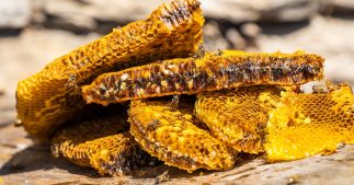 miel psychotrope du nepal