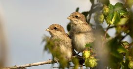Interdiction des néonicotinoïdes : les populations d’oiseaux reprennent