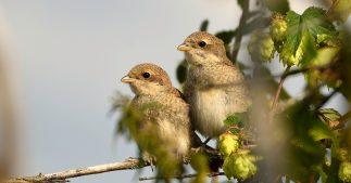 Interdiction des néonicotinoïdes : les populations d'oiseaux reprennent Interdiction des néonicotinoïdes : les populations d'oiseaux reprennent
