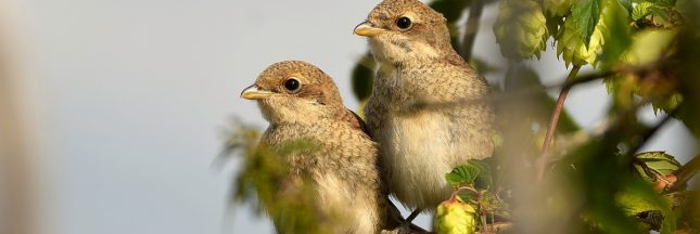 Les oiseaux reviennent… mais la nature guérit lentement