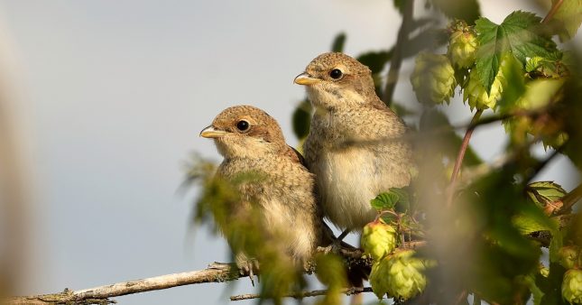 Interdiction des néonicotinoïdes : les populations d'oiseaux reprennent Interdiction des néonicotinoïdes : les populations d'oiseaux reprennent