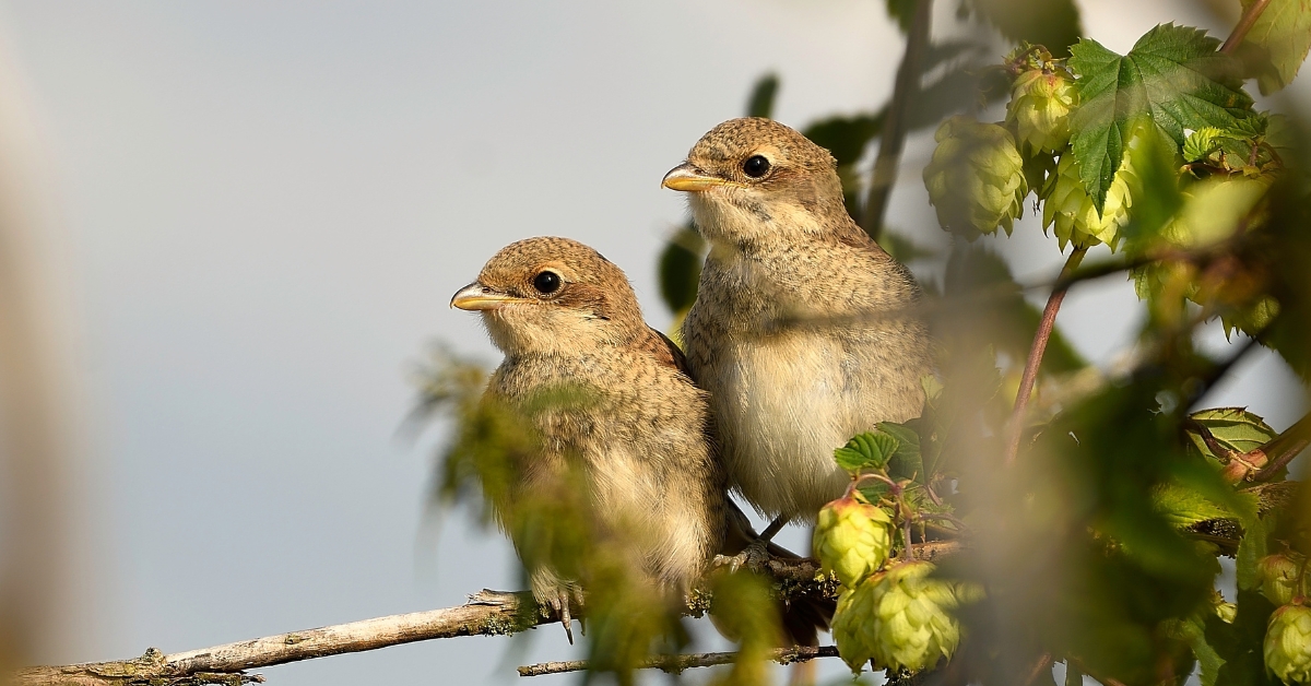 Interdiction des néonicotinoïdes : les populations d'oiseaux reprennent Interdiction des néonicotinoïdes : les populations d'oiseaux reprennent