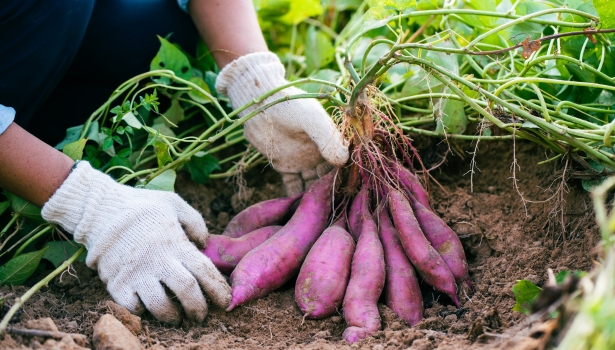 patate douce violette