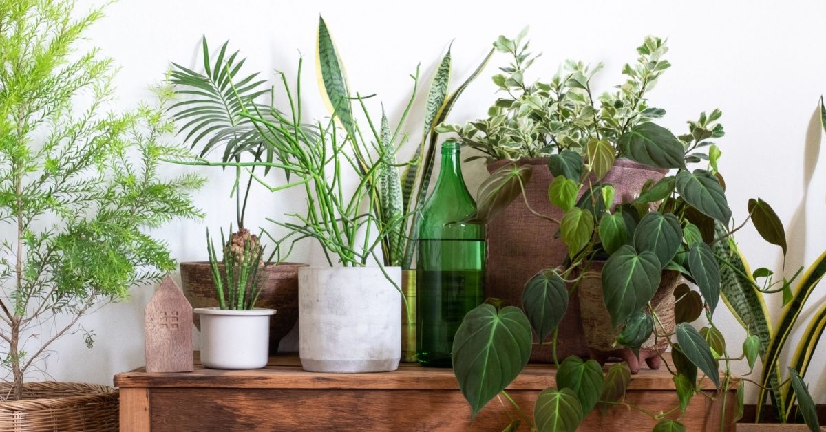 Le son que les plantes produisent quand elles manquent d’eau