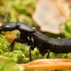 Biodiversité ordinaire : connaissez-vous le scarabée du diable ?