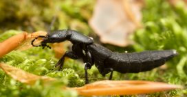 Biodiversité ordinaire : connaissez-vous le scarabée du diable ?