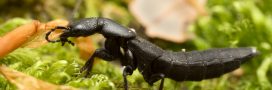 Biodiversité ordinaire : connaissez-vous le scarabée du diable ? Biodiversité ordinaire : connaissez-vous le scarabée du diable ?