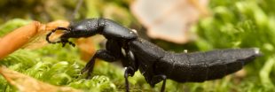 Biodiversité ordinaire : connaissez-vous le scarabée du diable ?