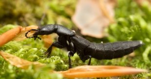 Biodiversité ordinaire : connaissez-vous le scarabée du diable ? Biodiversité ordinaire : connaissez-vous le scarabée du diable ?