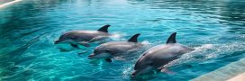 Zoo de Beauval : un “centre pour dauphins” dénoncé comme un delphinarium déguisé Zoo de Beauval : un “centre pour dauphins” dénoncé comme un delphinarium déguisé