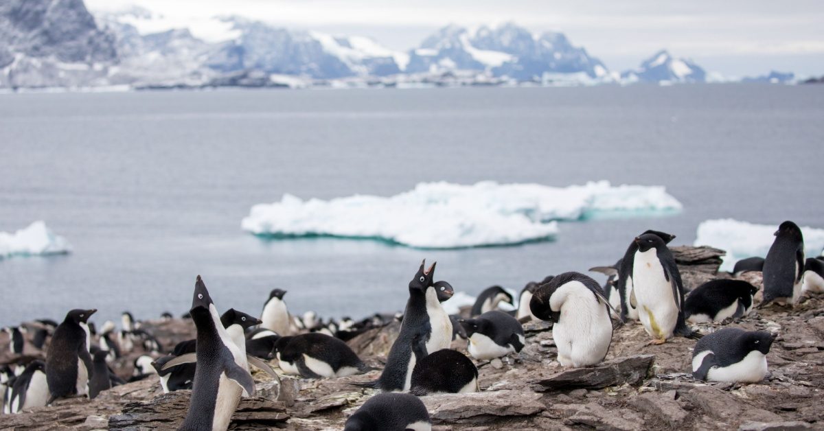 L’Arctique face à l’irréversible après une année climatique record
