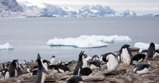 L'Arctique face à l'irréversible après une année climatique record