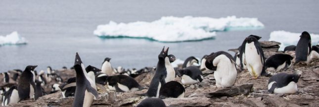 L'Arctique face à l'irréversible après une année climatique record