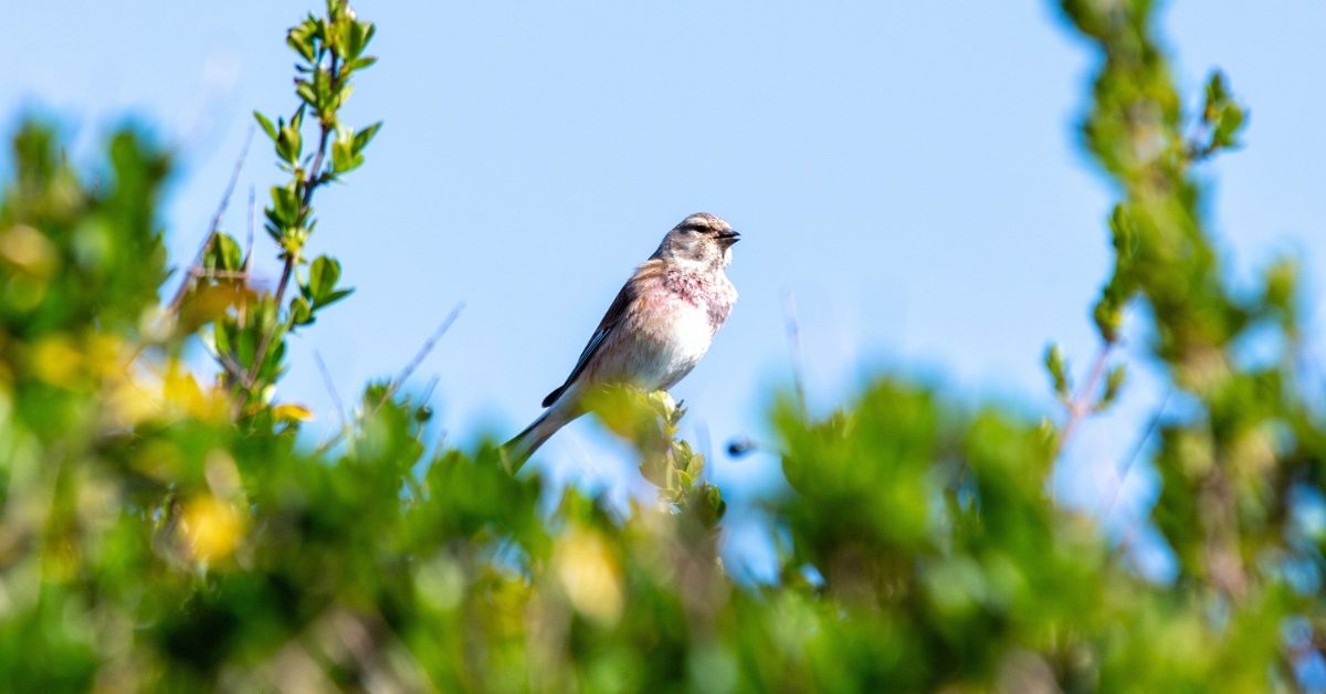 Biodiversité française : des reculs massifs malgré quelques progrès Biodiversité française : des reculs massifs malgré quelques progrès