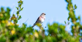 Biodiversité française : des reculs massifs malgré quelques progrès
