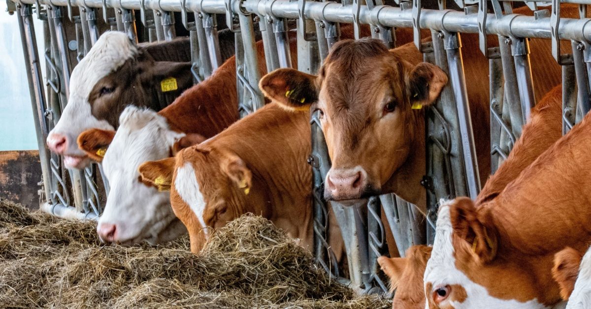 Dermatose nodulaire contagieuse : ce qu’il faut en savoir