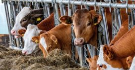 Dermatose nodulaire contagieuse : ce qu’il faut en savoir