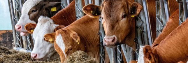 dermatose nodulaire-