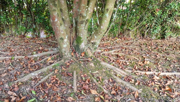 feuilles mortes pied d'un arbre