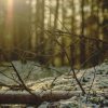 Forêt et hiver : les bonnes pratiques pour préserver l'environnement Forêt et hiver : les bonnes pratiques pour préserver l'environnement