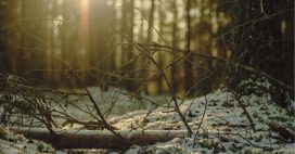 Forêt et hiver : les bonnes pratiques pour préserver l’environnement Forêt et hiver : les bonnes pratiques pour préserver l’environnement