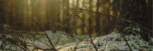 Forêt et hiver : les bonnes pratiques pour préserver l'environnement