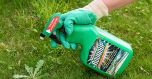 Glyphosate : une étude majeure discréditée 25 ans après