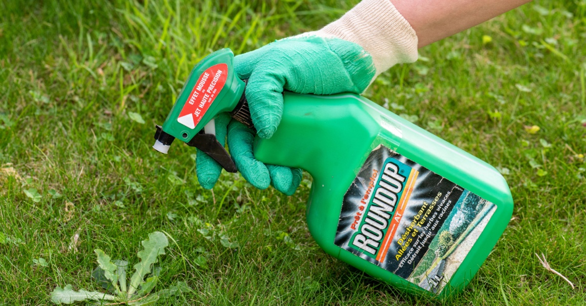 Glyphosate : une étude majeure discréditée 25 ans après