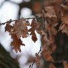 La marcescence au jardin : pourquoi certaines feuilles ne tombent pas en hiver