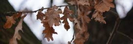 La marcescence au jardin : pourquoi certaines feuilles ne tombent pas en hiver
