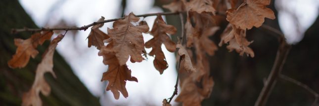 La marcescence au jardin