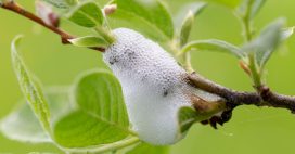 Quelle est cette mousse blanche sur mes plantes ? Quelle est cette mousse blanche sur mes plantes ?