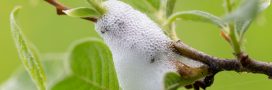 Quelle est cette mousse blanche sur mes plantes ? Quelle est cette mousse blanche sur mes plantes ?