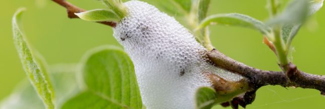 Quelle est cette mousse blanche sur mes plantes ?