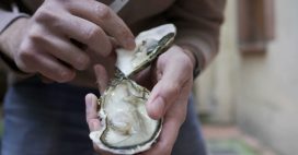 Huîtres : un geste simple pour limiter l’ingestion de microplastiques