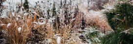 Ces plantes que l'on croit mortes protègent en silence la vie du jardin en hiver