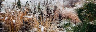 Ces plantes que l'on croit mortes protègent en silence la vie du jardin en hiver