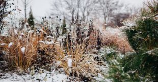 Ces plantes que l'on croit mortes protègent en silence la vie du jardin en hiver Ces plantes que l'on croit mortes protègent en silence la vie du jardin en hiver
