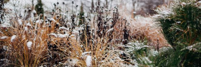 En hiver, laissez vos plantes fanées : un geste vital pour le jardin