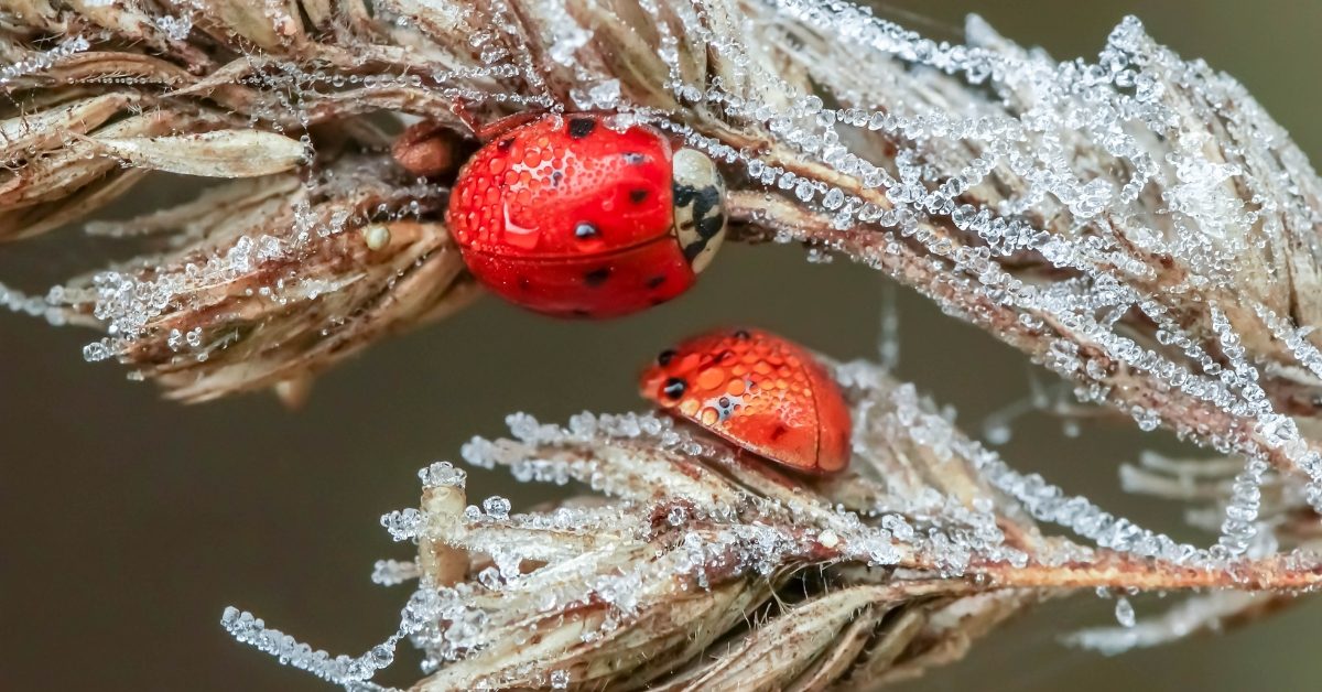 Cet hiver, voici comment protéger les coccinelles de votre jardin Cet hiver, voici comment protéger les coccinelles de votre jardin