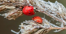 Cet hiver, voici comment protéger les coccinelles de votre jardin Cet hiver, voici comment protéger les coccinelles de votre jardin