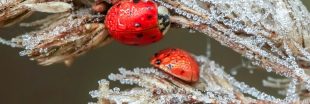 Cet hiver, voici comment protéger les coccinelles de votre jardin