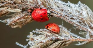 Cet hiver, voici comment protéger les coccinelles de votre jardin