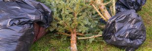 Peut-on brûler son sapin de Noël chez soi ?