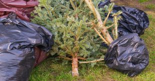 Peut-on brûler son sapin de Noël chez soi ? Peut-on brûler son sapin de Noël chez soi ?