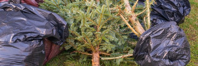 Recycler son sapin de Noël