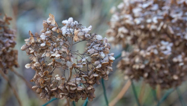 têtes florales sèches